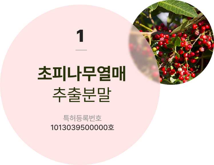 초피나무열매 추출분말 토토사이트등록번호 1013039500000호