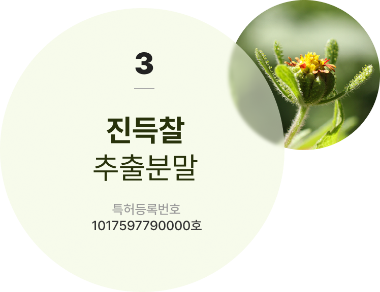 진득찰 추출분말 토토사이트등록번호 1017597790000호